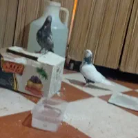 کفتر خوب مشتری پیام بده