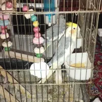 عروس هلندی