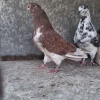 کبوتر