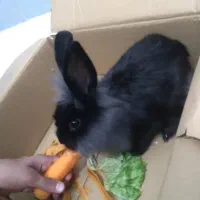خرگوش