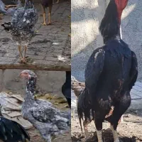 مرغ  جوجه  خروس لاری  اوشامو