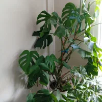 گل برگ انجیری