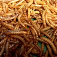 میلورم زنده و خشک+ کود میلورم+ سوسک مولد جوان