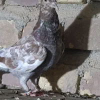 جفت جوجه گرفتنی یکی پتی بال