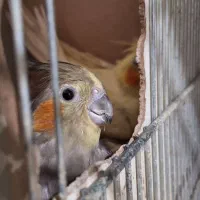 عروس هلندی مولد و رام و سخنگو