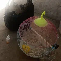 سلام یک قفسه کبوتر