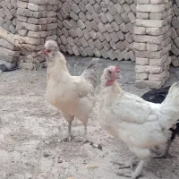 مرغ تخم گذار