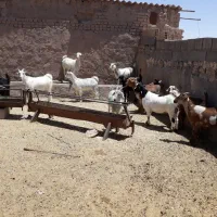 تعدادی بزغاله ماده به فروش میرسد