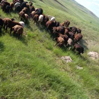 بره