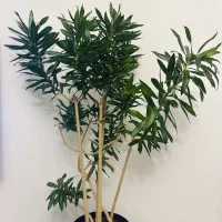 رسیدگی به گیاه