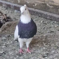 4 تا کفتر درجه یک