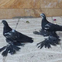 کومور قویروخ