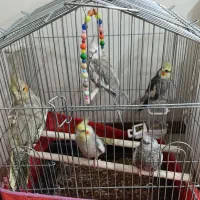 عروس هلندی نر و ماده