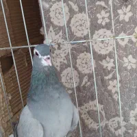 کبوتر دمگیر خرقه بدرنگ