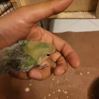 کوتوله سرلاکی سبزچمنی