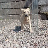 یک عدد افغان نر2ماهه ویک سرابی نر9 ماهه