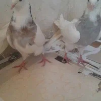 کبوتر جوجه طوقی
