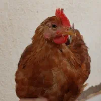 جوجه مرغ و خروس ۴ الی ۵ ماهه