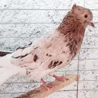 سرور کرم دمسفید