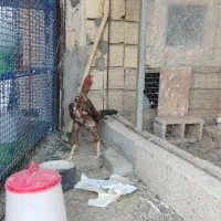 مرغ و خروس لاری
