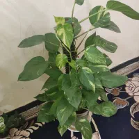گل های طبیعی داخلی