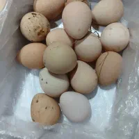 تخم مرغ شاخدار