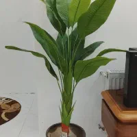 پرنده بهشتی برگ باریک