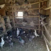 33 عدد کبوتر مسافتی به فروش می‌رسد