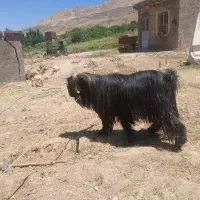 دوبور