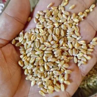 گندم پیشگام بوجاری و تمیز، گونی شده(شکری)