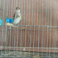 ماده سقا جوجه ماهان