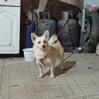 واگذاری|سگ|قزوین, |دیوار