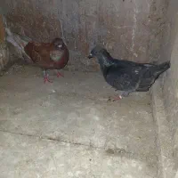 کبوتر پرشی