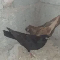 پلاکی مسافتی