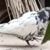 کفتر|پرنده|گلپایگان, |دیوار