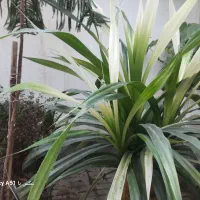 گل پاندانوس ابلق و آگاو و یوکا