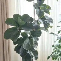 گل لیراتا سه شاخه با گلدون پلیمری