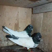 کفتر