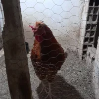 خروس