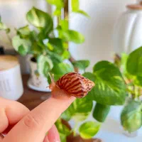 حلزون مارژیناتا کلکسیونی