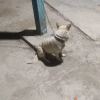 سگ گرگی پاکوتا
