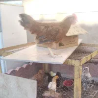 فروشی جوجه ی محلی