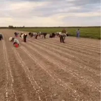 سرکارگر هستم با اکیپ فعال آماده برای کاشت سیر
