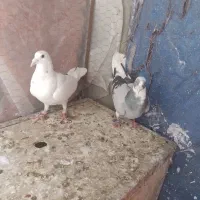 قاین