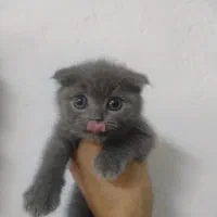 گربه های اسکاتیش بریتیش و مانچیکن