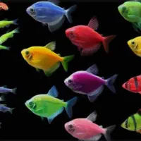 ماهی کالر زبرا تک و عمده