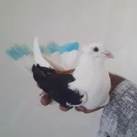 کبوتر