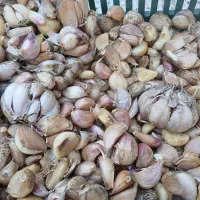 سیر سر کبیر دانه شده کیلو 100تومان