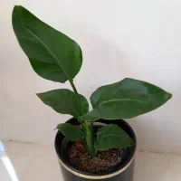گل وگیاه