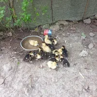 بچه اردک اسرائیلی